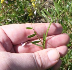 Vicia minutiflora