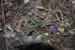 Viola egglestonii