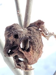 Pachypappa sacculi