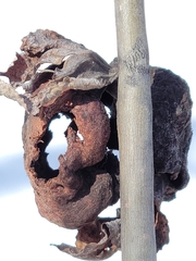 Pachypappa sacculi