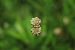 Paepalanthus dendroides