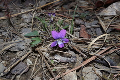 Viola egglestonii