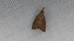 Hemiscopis sanguinea
