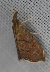 Hemiscopis sanguinea