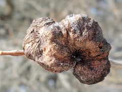 Pachypappa sacculi