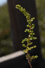 Aphanisma blitoides