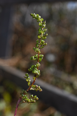 Aphanisma blitoides