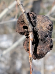 Pachypappa sacculi