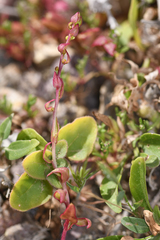 Aphanisma blitoides