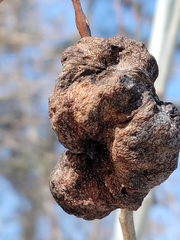 Pachypappa sacculi
