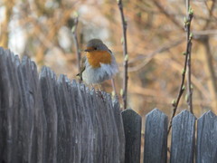 Erithacus rubecula