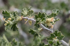 Ribes velutinum