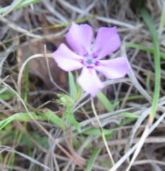 Phlox cuspidata