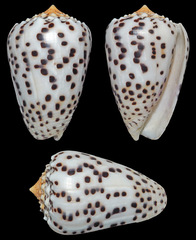 Conus pulicarius