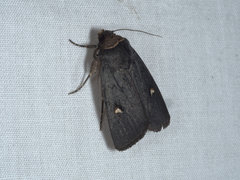 Proteuxoa cinereicollis