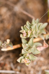 Atriplex watsonii
