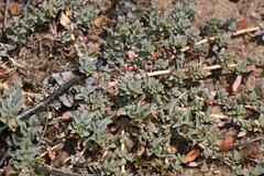 Atriplex watsonii