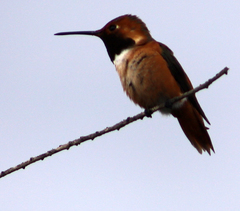 Selasphorus sasin