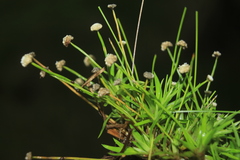 Paepalanthus dendroides