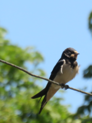 Hirundo rustica