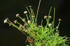 Paepalanthus dendroides