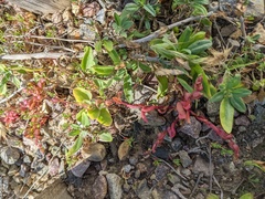 Aphanisma blitoides