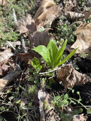 Hybanthus concolor