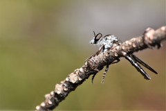 Nicocles canadensis