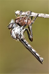 Nicocles canadensis