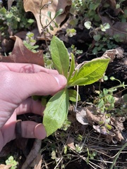Hybanthus concolor