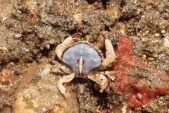 Cycloxanthops novemdentatus