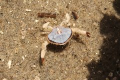 Cycloxanthops novemdentatus