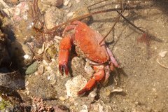 Cycloxanthops novemdentatus