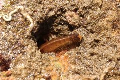 Betaeus longidactylus