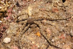 Ophionereis annulata