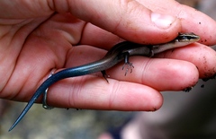 Plestiodon tetragrammus brevilineatus