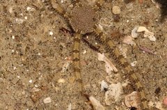 Ophionereis annulata