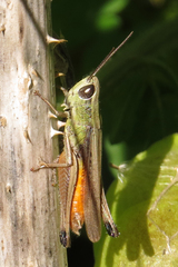 Amblytropidia australis