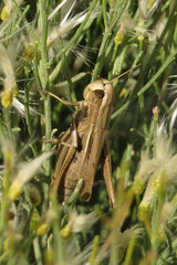 Amblytropidia australis