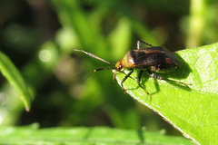 Horciasinus argentinus
