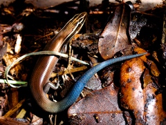 Plestiodon tetragrammus brevilineatus
