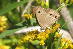 Stegosatyrus periphas