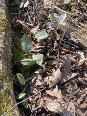 Erythronium rostratum