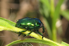 Eurhinus viridis