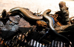 Plestiodon tetragrammus brevilineatus
