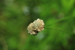 Paepalanthus dendroides