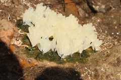 Octopus bimaculoides