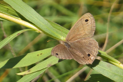 Stegosatyrus periphas