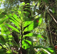 Columnea consanguinea
