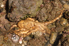 Octopus bimaculoides